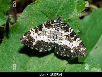 ARGENT AND SABLE MOTH Rheumaptera hastata Gasterntal Valley, Kandersteg, Schweiz, Credit:Robert Thompson / Avalon Stockfoto