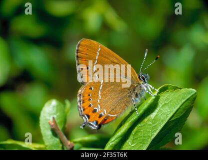 SCHWARZER HAARSTREIFEN SCHMETTERLING Strymonidia pruni Grendon Wood, Buckinghamshire, England. Juni., Credit:Robert Thompson / Avalon Stockfoto