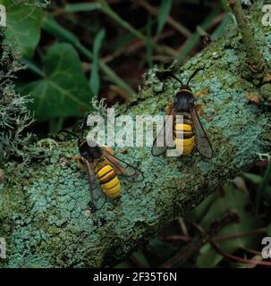 LUNAR HORNET CLEARWING Sesia bombeciformis zwei auf Barke Brackagh Bog National Nature Reserve, Portadown, Armagh, S Ulster, Credit:Robert Thompson Stockfoto