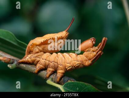 HUMMERMOTTE Stauropus fagi final instar larva. Juli., Credit:Robert Thompson / Avalon Stockfoto