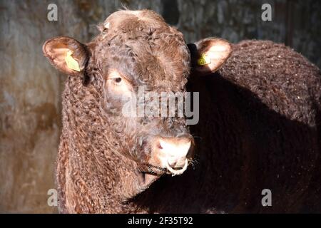 Luing Bullen werden zum Verkauf vorbereitet, Whitebog, Black Isle, Schottland Stockfoto