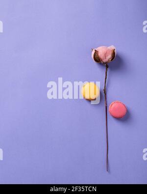 Baumwollblume und Macarons auf einem lila Hintergrund. Minimalismus flach Lay Zusammensetzung. Blumenhintergrund, Grußkarte. Platz für Text. Vertikales Bild. Stockfoto