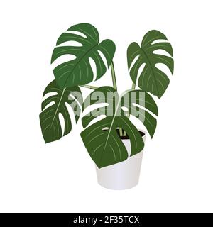 Monstera in Topf isoliert auf dem weißen Hintergrund, tropische Pflanzen, moderne Zimmerpflanzen, Vektor-Illustration Stock Vektor