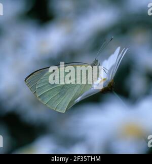 GROSSER WEISSER SCHMETTERLING Pieris brassicae Banbridge, Down, Ulster, Credit:Robert Thompson / Avalon Stockfoto