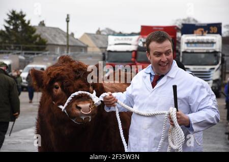 Luing Bullen auf Parade, Wallets Marts, Castle Douglas, Dumfries & Galloway, Schottland Stockfoto