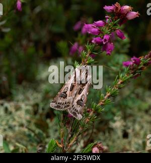 ARCHER'S DART on heather Agrotis vestigialis Murlough National Nature Reserve, Dundrum, Down, SE Ulster, Credit:Robert Thompson / Avalon Stockfoto