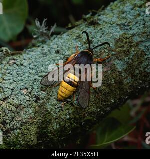 LUNAR HORNET MOTTE Mai Sesia bembeciformis Brackagh Moss NNR Portadown, Armagh, Southern Ulster, Credit:Robert Thompson / Avalon Stockfoto