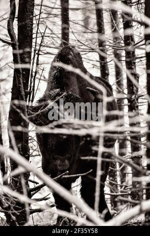 Nahaufnahme des europäischen Bisons (Bison bonasus), auch bekannt als Wisent oder der europäische Holzbison. Wolkiger Wintertag. Waldtier Stockfoto