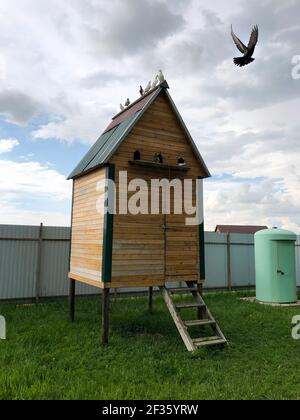 Taubenhaus aus Holz mit Tauben auf dem Dach. Eine Taube fliegt aus einer Taube. Klassische Taubenzucht auf dem Land. Vertikales Bild Stockfoto