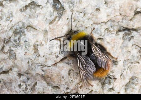 Steinhummel, Stein-Hummel, Bombus lapidarius, Pyrobombus lapidarius, Melanobombus lapidarius, Aombus lapidarius, Männchen, Drohn, Drohne, Nektarsuche, Stockfoto