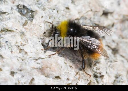 Steinhummel, Stein-Hummel, Bombus lapidarius, Pyrobombus lapidarius, Melanobombus lapidarius, Aombus lapidarius, Männchen, Drohn, Drohne, Nektarsuche, Stockfoto