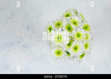 Bouquet von weißen Chrysanthemen mit gelben Zentren auf weißem Beton Hintergrund. Schöne Chrysantheme Blumen. Blick von oben. Stockfoto