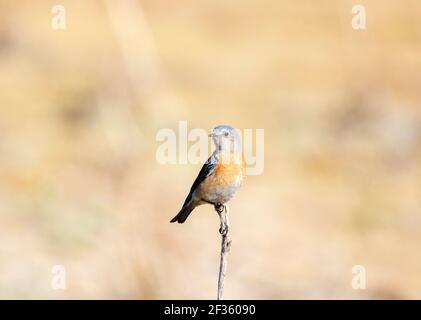 Western Bluebird Weiblich Stockfoto