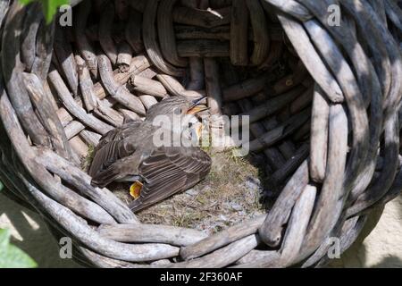 Grauschnäpper, Grau-Schnäpper brütet in einem alten Korb am Haus, mit Küken, fütternd, Jungvögel, Nest, Muscicapa striata, Gepunkteter Fliegenfänger, Le Gobes Stockfoto