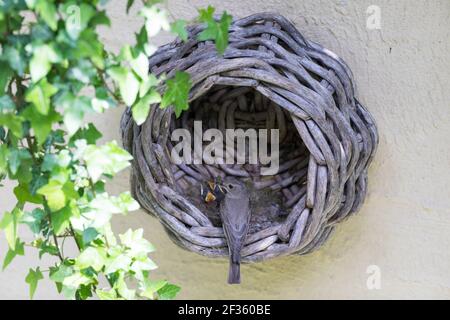 Grauschnäpper, Grau-Schnäpper brütet in einem alten Korb am Haus, mit Küken, fütternd, Jungvögel, Nest, Muscicapa striata, Gepunkteter Fliegenfänger, Le Gobes Stockfoto