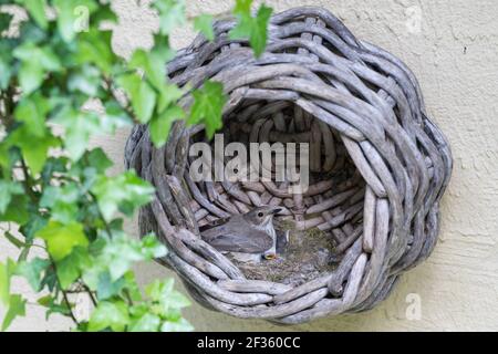 Grauschnäpper, Grau-Schnäpper brütet in einem alten Korb am Haus, mit Küken, fütternd, Jungvögel, Nest, Muscicapa striata, Gepunkteter Fliegenfänger, Le Gobes Stockfoto