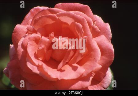 Blumen und Tierchen auf Blumen Stockfoto