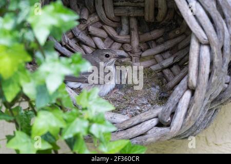 Grauschnäpper, Grau-Schnäpper brütet in einem alten Korb am Haus, mit Küken, fütternd, Jungvögel, Nest, Muscicapa striata, Gepunkteter Fliegenfänger, Le Gobes Stockfoto