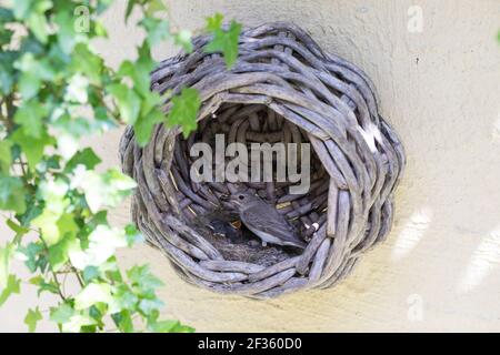 Grauschnäpper, Grau-Schnäpper brütet in einem alten Korb am Haus, mit Küken, fütternd, Jungvögel, Nest, Muscicapa striata, Gepunkteter Fliegenfänger, Le Gobes Stockfoto