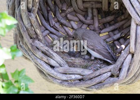 Grauschnäpper, Grau-Schnäpper brütet in einem alten Korb am Haus, mit Küken, fütternd, Jungvögel, Nest, Muscicapa striata, Gepunkteter Fliegenfänger, Le Gobes Stockfoto