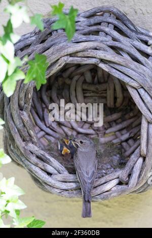 Grauschnäpper, Grau-Schnäpper brütet in einem alten Korb am Haus, mit Küken, fütternd, Jungvögel, Nest, Muscicapa striata, Gepunkteter Fliegenfänger, Le Gobes Stockfoto