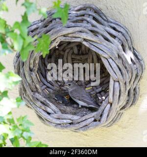 Grauschnäpper, Grau-Schnäpper brütet in einem alten Korb am Haus, mit Küken, fütternd, Jungvögel, Nest, Muscicapa striata, Gepunkteter Fliegenfänger, Le Gobes Stockfoto