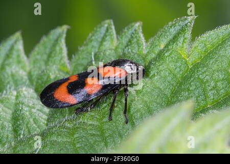 Blutzikade, Blut-Zikade, Rotschwarze Schaumzikade, Zikade, Cercopis vulnerata, Cercopis sanguinea, rot-schwarz froghopper, schwarz-rot froghopper, Stockfoto