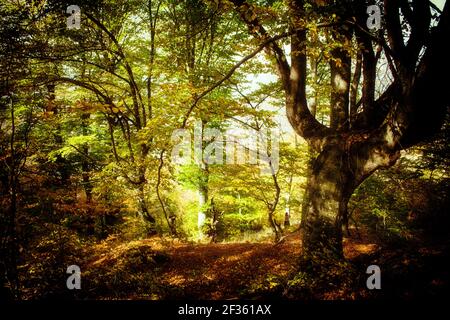 Ein Weg durch einen dichten Wald in den Farben gemalt Des Herbstes Stockfoto