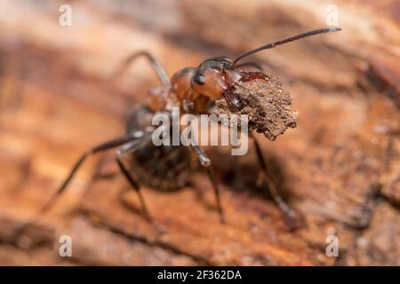 Holzameise (Formica rufa), die Detritus vom Nest wegträgt. Sussex, Großbritannien. Stockfoto