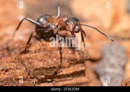 Waldameise (Formica rufa), die Nest verteidigt. Sussex, Großbritannien. Stockfoto