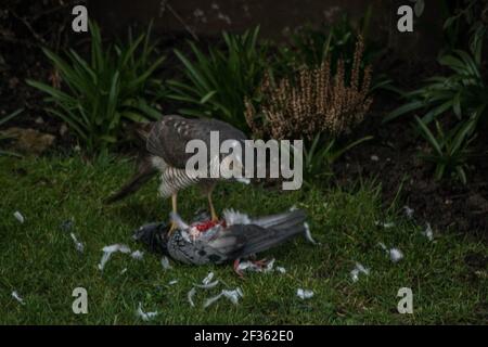 Spatz Hawk tötet Taube und isst es Vogelvögel Garten Pflanzen Gras rotes Blut Tod tot sterbend große Vogelmörder tötet Außenfarbe Stockfoto