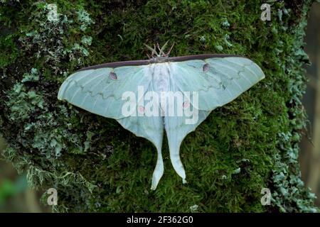 CHINESISCHE MONDMOTTE ACTIAS sinensis Verbreitung: China und Laos, Quelle:Robert Thompson / Avalon Stockfoto