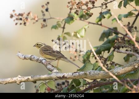 Yellowhammer (Emberiza citrinella) im Busch. Sussex, Großbritannien. Stockfoto