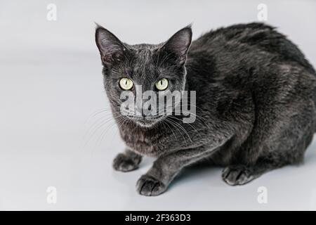 Russisch Blau dunkelgraue Katze auf weißem Hintergrund. Stockfoto