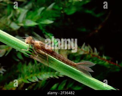 BLAUSCHWANZDAMSELFLY Ischnura elegans larva Montiaghs Moss NNR, Aghalee, County Antrim., Credit:Robert Thompson / Avalon Stockfoto