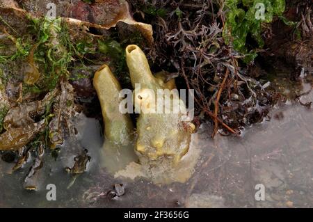 BREADCRUMB SCHWAMM Halichondria panicea Ballyhenry Point, Strangford Lough, County Down, Credit:Robert Thompson / Avalon Stockfoto