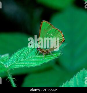 GRÜNE HAARSTRÄHNE Callophrys rubi Montiaghs Moss NNR, Aghalee, County Antrim., Credit:Robert Thompson / Avalon Stockfoto