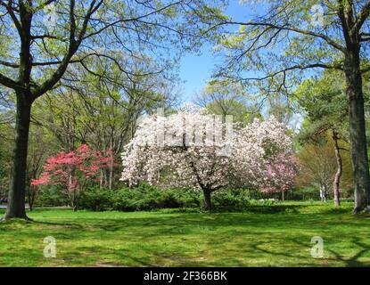 Der Frühling ist da. Kirschbäume blühen in einem Park. Stockfoto