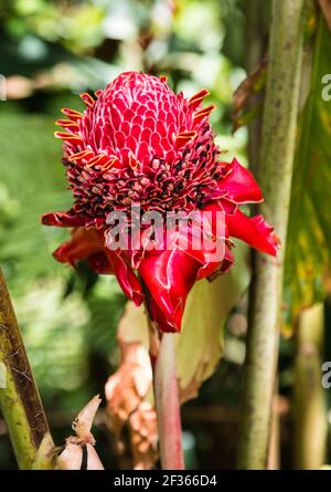 Baston del Emperador, eine kubanische Blume in all ihrer roten Pracht Stockfoto