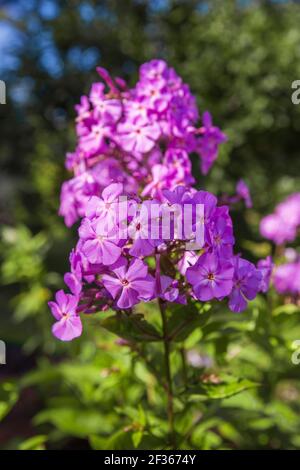 Lila Blüten Phlox paniculata. Blühender Zweig der purpurnen Phlox in Regentropfen bei sonnigem Wetter Stockfoto