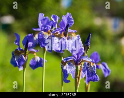 Blumen Sibirische Iris (Iris sibirica) aus nächster Nähe Stockfoto