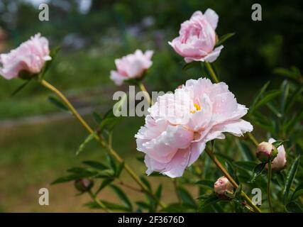 Blassrosa Pfingstrosen im Garten. Blühende Blüten und Knospen vor grünem Laub Stockfoto