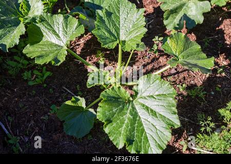 Junge Pflanze Sämlinge Zucchini auf einem Bett in der Küche Garten Stockfoto