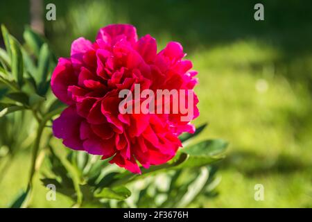Blühende rote Pfingstrose im Garten. Blühende rote Pfingstrose im Garten. Große schöne Blume von der Sonne auf dem Hintergrund von grünem Laub beleuchtet Stockfoto