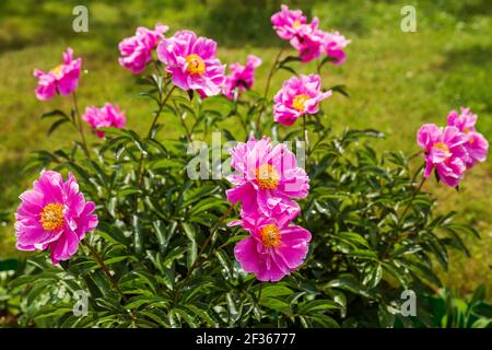 Blühender Pfingstrosen-Busch mit einfachen, leuchtend rosa Blüten Stockfoto