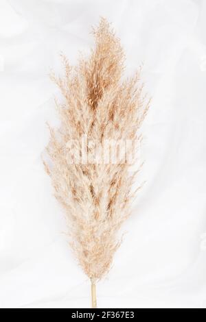 pampas Gras Zweig auf weißem Hintergrund. Natürlicher Hintergrund. Minimal, stilvolles Konzept. Neue trendige Wohnkultur. Stockfoto