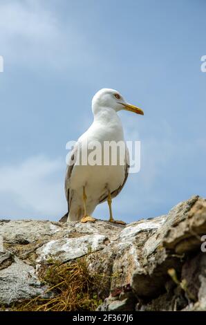 Eine Möwe starrte auf die Kamera. а Möwe auf einer Steinmauer thront. Nahaufnahme der Möwe mit weißen Vögeln. Stockfoto