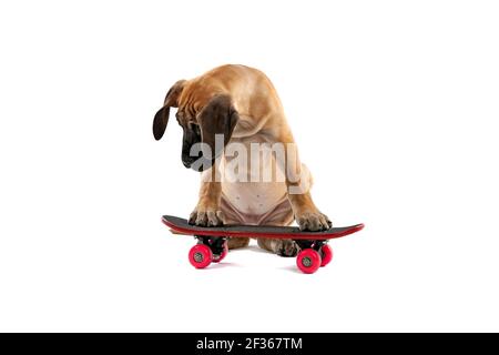Braun gefärbte große Dane Welpen Hund versucht, auf zu reiten Ein Skateboard vor weißem Hintergrund Stockfoto
