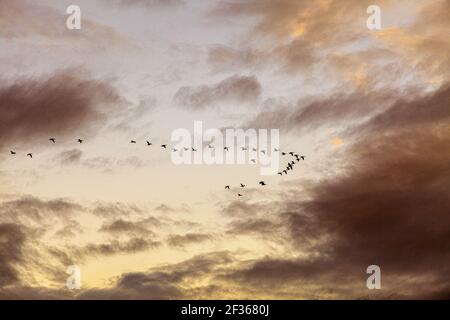 Gänse fliegen bei Sonnenuntergang in Moulsford, Oxfordshire, Großbritannien Stockfoto