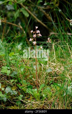 ST. PATRICK'S-KOHL Saxifraga spathularis in der Nähe von Glengarriff NNR, County Cork., Quelle: Robert Thompson / Avalon Stockfoto